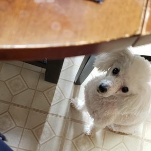 Meet your Posher, Pearlie